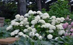 Annabelle Hydrangea - 3 Gallon Pot 17 Annabelle Hydrangea - 3 Gallon Pot -Trees And Plants hydrangea arborescens annabelle 11