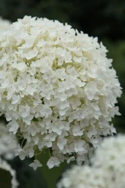 Annabelle Hydrangea - 3 Gallon Pot 16 Annabelle Hydrangea - 3 Gallon Pot -Trees And Plants hydrangea arborescens annabelle 12