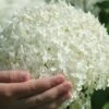 Annabelle Hydrangea - 3 Gallon Pot -Trees And Plants hydrangea arborescens annabelle 21