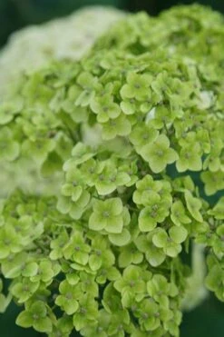 Invincibelle Sublime Smooth Hydrangea - 3 Gallon Pot -Trees And Plants hydrangea arborescens invincibelle sublime 3