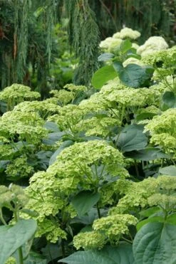 Invincibelle Sublime Smooth Hydrangea - 3 Gallon Pot -Trees And Plants hydrangea arborescens invincibelle sublime 7