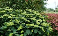 Invincibelle Sublime Smooth Hydrangea - 3 Gallon Pot -Trees And Plants hydrangea arborescens invincibelle sublime 8