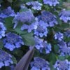 Bluebird Hydrangea - 1 Gallon Pot -Trees And Plants hydrangea bluebird 21