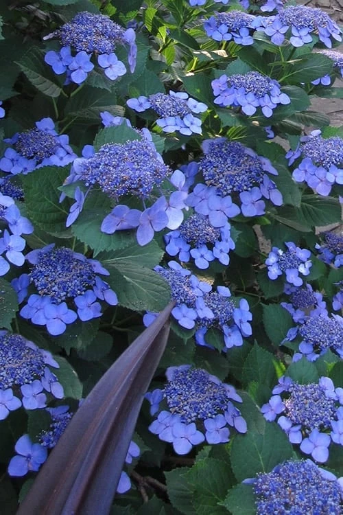 Bluebird Hydrangea - 1 Gallon Pot 3 Bluebird Hydrangea - 1 Gallon Pot