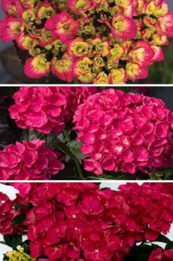 Akadama Hydrangea - 3 Gallon Pot -Trees And Plants hydrangea macrophylla akadama 3