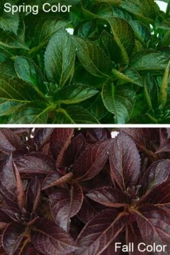 Akadama Hydrangea - 3 Gallon Pot -Trees And Plants hydrangea macrophylla akadama 4