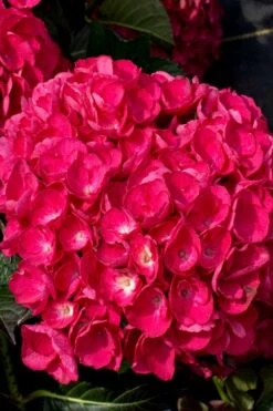 Akadama Hydrangea - 3 Gallon Pot -Trees And Plants hydrangea macrophylla akadama 6