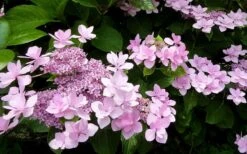Izu No Hana Lacecap Hydrangea - 3 Gallon Pot -Trees And Plants hydrangea macrophylla izu no ito 3