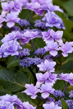 Izu No Hana Lacecap Hydrangea - 3 Gallon Pot -Trees And Plants hydrangea macrophylla izu no ito 9