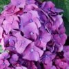 Let's Dance 'Big Band' Dwarf Hydrangea - 3 Gallon Pot -Trees And Plants hydrangea macrophylla lets dance big band 2