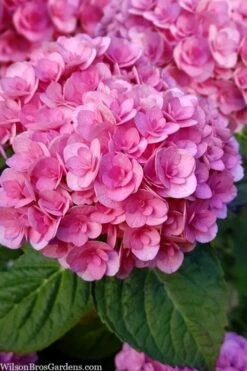 Love Hydrangea - 3 Gallon Pot 11 Love Hydrangea - 3 Gallon Pot -Trees And Plants hydrangea macrophylla love 1