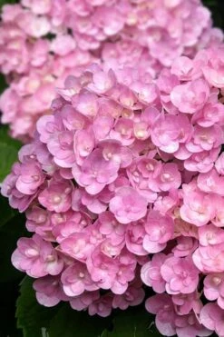 Love Hydrangea - 3 Gallon Pot 10 Love Hydrangea - 3 Gallon Pot -Trees And Plants hydrangea macrophylla love 5