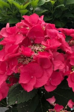 Cherry Explosion Hydrangea - 3 Gallon Pot -Trees And Plants hydrangea macrophylla mckay cherry explosion 100