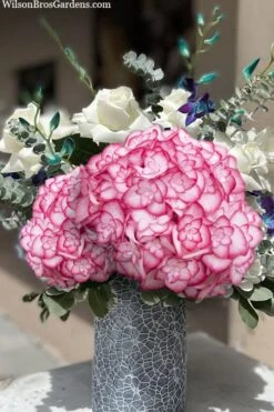 Miss Saori Hydrangea - 1 Gallon Pot -Trees And Plants hydrangea macrophylla miss saori 20