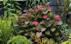 Miss Saori Hydrangea - 1 Gallon Pot -Trees And Plants hydrangea macrophylla miss saori 9