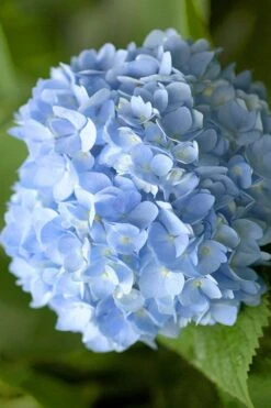 Penny Mac Hydrangea - 1 Gallon Pot -Trees And Plants hydrangea macrophylla penny mac 21