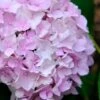 Penny Mac Hydrangea - 1 Gallon Pot -Trees And Plants hydrangea macrophylla penny mac 22