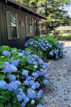 Penny Mac Hydrangea - 1 Gallon Pot -Trees And Plants hydrangea macrophylla penny mac 23