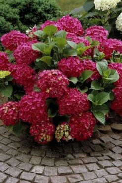 Red Sensation Hydrangea - 3 Gallon Pot -Trees And Plants hydrangea macrophylla red sensation 2