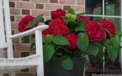 Red Sensation Hydrangea - 3 Gallon Pot -Trees And Plants hydrangea macrophylla red sensation 7