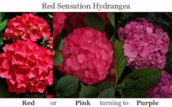 Red Sensation Hydrangea - 3 Gallon Pot -Trees And Plants hydrangea macrophylla red sensation 8