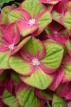 Tilt-A-Swirl Hydrangea - 3 Gallon Pot -Trees And Plants hydrangea macrophylla tilt a swirl 4
