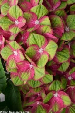 Tilt-A-Swirl Hydrangea - 3 Gallon Pot - SALE -Trees And Plants hydrangea macrophylla tilt a swirl 5 1