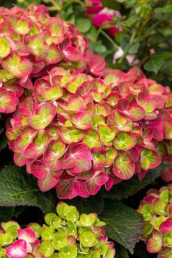 Tilt-A-Swirl Hydrangea - 3 Gallon Pot -Trees And Plants hydrangea macrophylla tilt a swirl 7