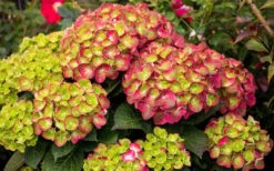 Tilt-A-Swirl Hydrangea - 3 Gallon Pot -Trees And Plants hydrangea macrophylla tilt a swirl 8