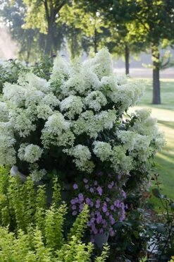 Bobo Hydrangea - 3 Gallon Pot -Trees And Plants hydrangea paniculata bobo 5