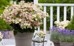 Early Evolution Hydrangea - 1 Gallon Pot -Trees And Plants hydrangea paniculata early evolution 2