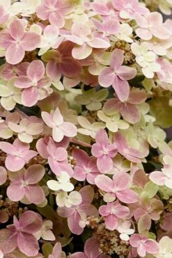Early Evolution Hydrangea - 1 Gallon Pot -Trees And Plants hydrangea paniculata early evolution 3
