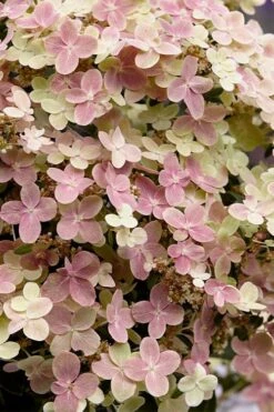 Early Evolution Hydrangea - 1 Gallon Pot -Trees And Plants hydrangea paniculata early evolution 4