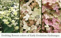 Early Evolution Hydrangea - 1 Gallon Pot -Trees And Plants hydrangea paniculata early evolution 5