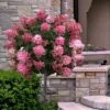 Fire Light Hydrangea - Single Trunk Topiary Tree - 5 Gallon Pot -Trees And Plants hydrangea paniculata fire light tree form standard 2