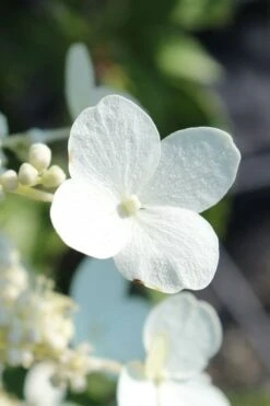Kyushu Hydrangea - 3 Gallon Pot -Trees And Plants hydrangea paniculata kyushu 23