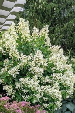 Kyushu Hydrangea - 3 Gallon Pot -Trees And Plants hydrangea paniculata kyushu 7