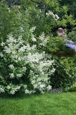 Kyushu Hydrangea - 3 Gallon Pot -Trees And Plants hydrangea paniculata kyushu 9