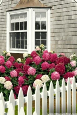 Little Lime Punch Hydrangea - 3 Gallon Pot -Trees And Plants hydrangea paniculata little lime punch 2