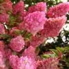 Strawberry Sundae Hydrangea - 1 Gallon Pot -Trees And Plants hydrangea paniculata strawberry sundae 1