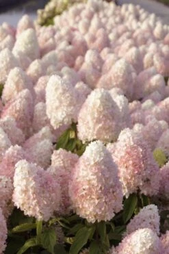 Sweet Summer Panicle Hydrangea - 3 Gallon Pot -Trees And Plants hydrangea paniculata sweet summer 1