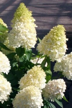 Sweet Summer Panicle Hydrangea - 3 Gallon Pot -Trees And Plants hydrangea paniculata sweet summer 2