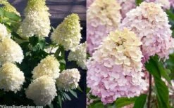 Sweet Summer Panicle Hydrangea - 3 Gallon Pot -Trees And Plants hydrangea paniculata sweet summer 7