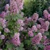 Gatsby Pink Oakleaf Hydrangea - 3 Gallon Pot -Trees And Plants hydrangea quercifolia gatsby pink 17