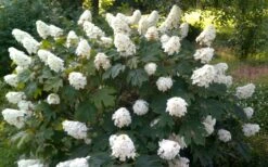 Queen Of Hearts Oakleaf Hydrangea - 3 Gallon Pot 11 Queen Of Hearts Oakleaf Hydrangea - 3 Gallon Pot -Trees And Plants hydrangea quercifolia queen of hearts 4