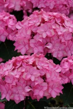 Let's Dance 'Can Do' Hydrangea - 2 Gallon Pot -Trees And Plants hydrangea serrata lets dance can do 2