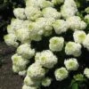 Silver Dollar Hydrangea - 3 Gallon Pot -Trees And Plants hydrangea silver dollar 1