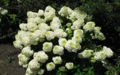 Silver Dollar Hydrangea - 1 Gallon Pot -Trees And Plants hydrangea silver dollar 2 1