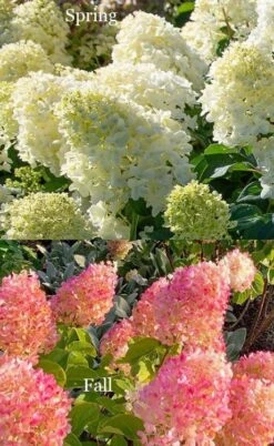 Silver Dollar Hydrangea - 3 Gallon Pot -Trees And Plants hydrangea silver dollar 4