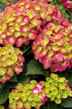 Tilt-A-Swirl Hydrangea - 3 Gallon Pot - SALE -Trees And Plants hydrangea tilt a whirl 500x750 2
